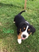 SAÏKO